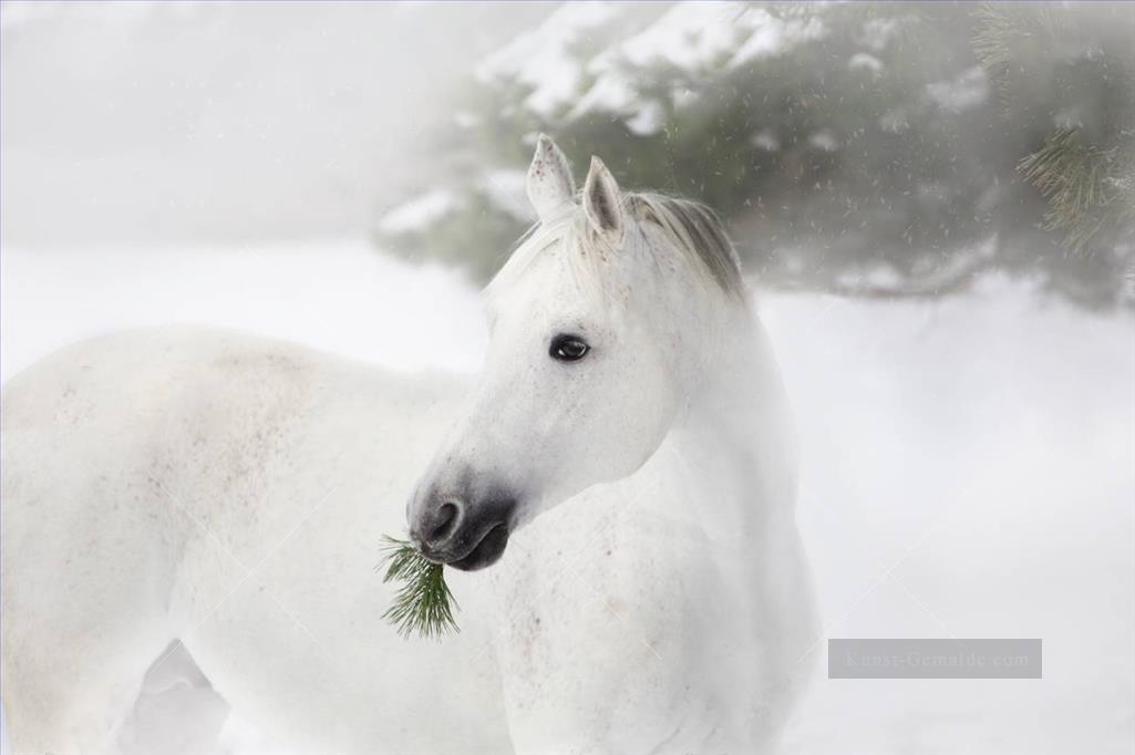 Porträt des weißen Pferdes auf den Pinien und Schnee Ölgemälde